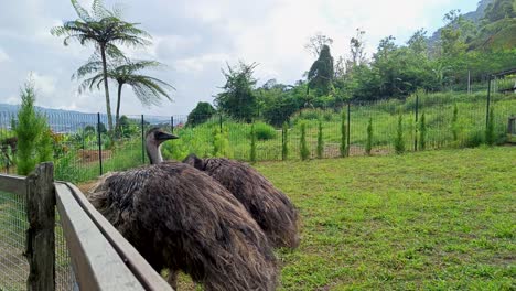 una pareja de avestruces grises de alta calidad caminan por la hierba verde en un jardín tropical en una jaula