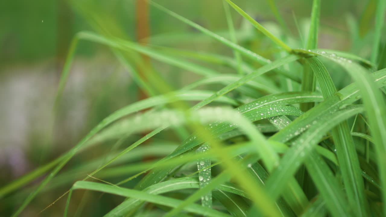 Close-up of Green Grass with Dew Drops