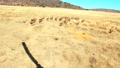 pov of blesbok game count out helicopter cockpit flying low over dry landscape