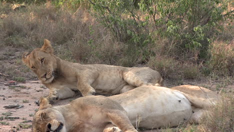 Un-León-Joven-Que-Cojea-Y-Camina-Con-Dificultad-Duerme-Junto-A-Su-Hermano-De-Manada