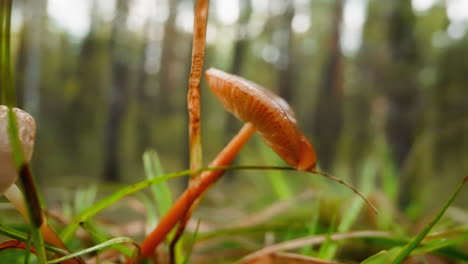 hongos húmedos de otoño se apoyan entre la hierba en el borde del bosque