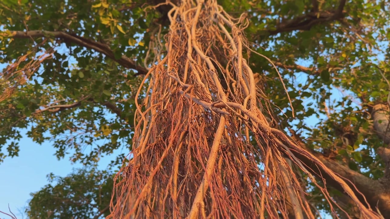 Telecamera che ruota attorno alle radici di un albero di banyan, il quale sviluppa tronchi accessori da radici aeree adiacenti, permettendo all'albero di espandersi indefinitamente.