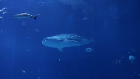 un acuario contiene un tiburón ballena nadando