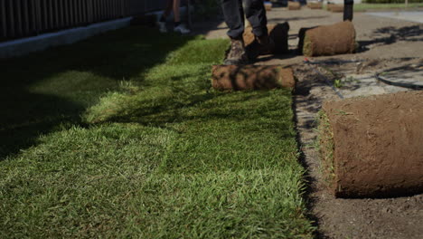 Gardeners-lay-a-rolled-lawn-on-the-ground.-Landscaping-works.