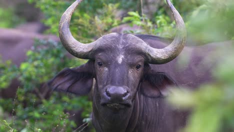 front facing african buffalo nodding, rack focus, close up