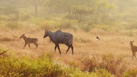 Nilgai-or-blue-bull-is-the-largest-Asian-antelope-and-is-endemic-to-the-Indian-subcontinent.-The-sole-member-of-the-genus-Boselaphus.-Ranthambore-National-Park-Sawai-Madhopur-Rajasthan-India