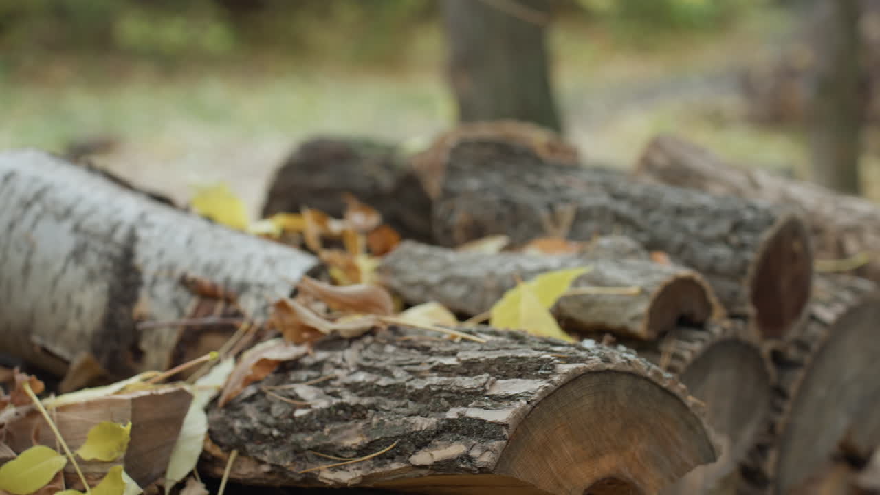 stacked firewood logs in forest, autumn leaves scattered, bark texture and cut rings visible, split birch and oak rounds piled near tree trunk, cool overcast light, rustic backyard scene suggesting