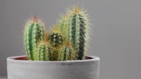 a group of cacti in a grey terracotta plant pot on a white background