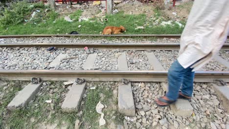 Perro-Marrón-Callejero-Sentado-En-El-Borde-De-La-Hierba-Junto-A-Las-Vías-Del-Tren-Masticando-Comida