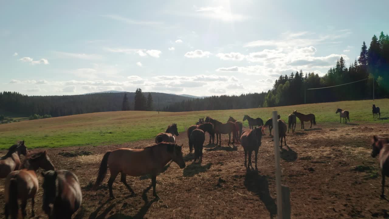 Riprese aeree con drone di cavalli baio che pascolano in un prato durante una splendida serata estiva