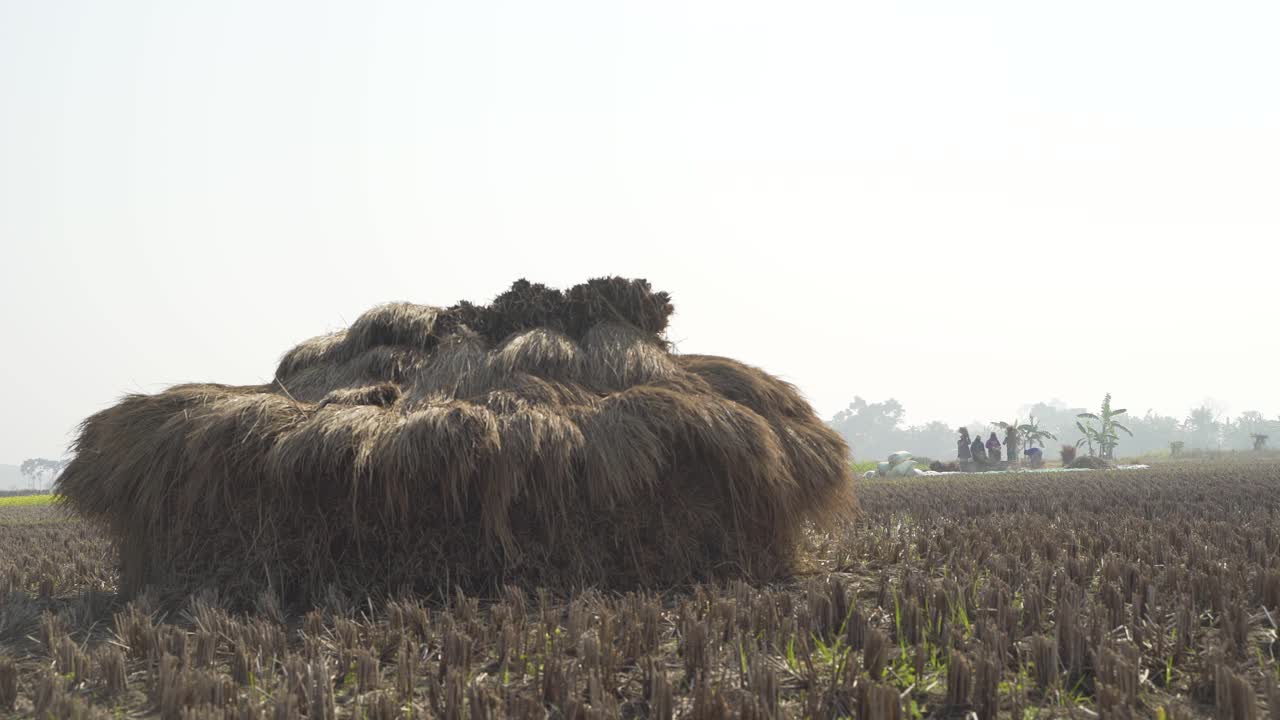 I contadini stanno trebbiando il risone nel campo in inverno.