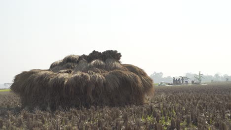 Los-Agricultores-Están-Trillando-Arroz-En-El-Campo-Durante-La-Temporada-De-Invierno