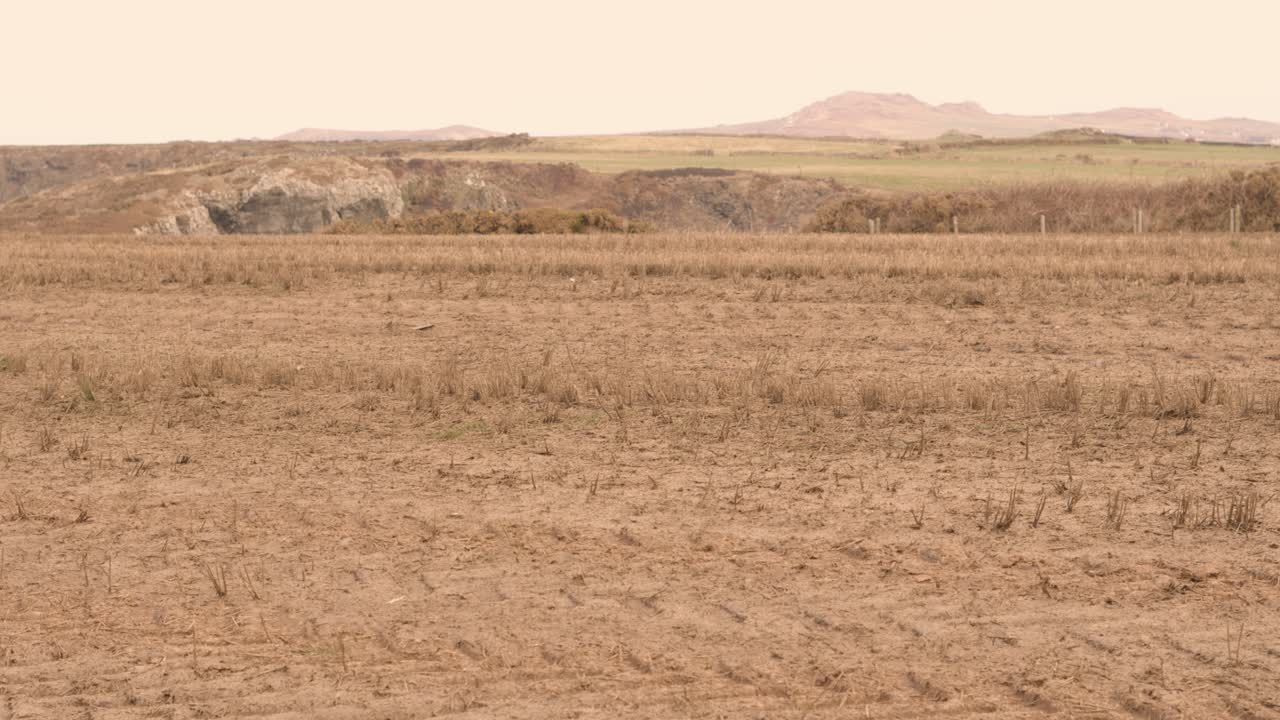 Pan Across Field of Dead Crops on Rural Agricultural Farmland with Dry Ground Soil Along Rocky Coastline. Effect of No Rain on Landscape Due to Climate Change and Global Warming Weather Shifts.