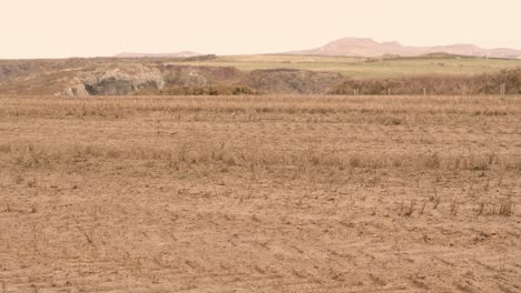 pan across field of dead crops on rural agricultural farmland with dry ground soil along rocky coastline. effect of no rain on landscape due to climate change and global warming weather shifts.