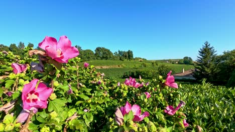 vibrant pink flowers sway in vineyard breeze