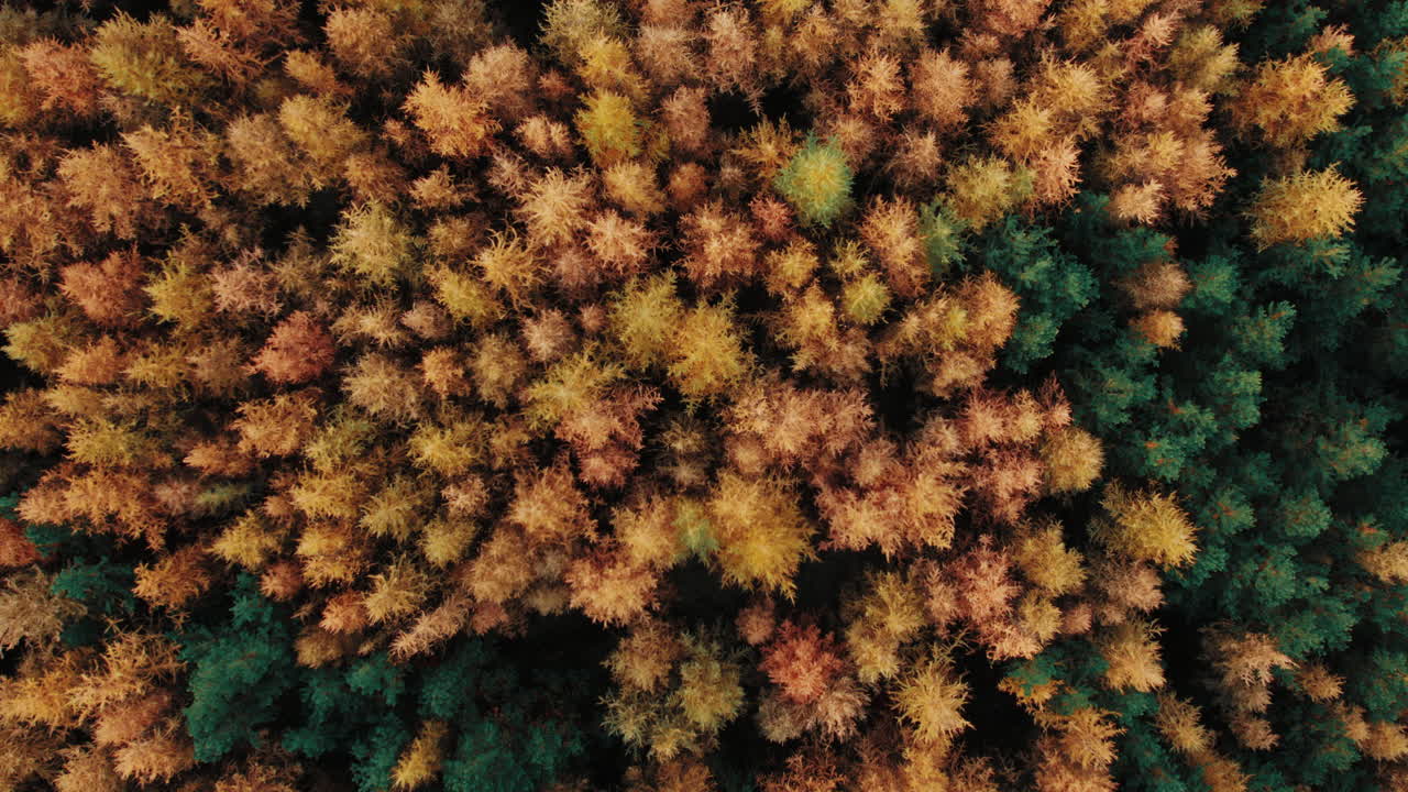 Autumn Foliage in Akureyri, Iceland &ndash; Breathtaking Drone Views of Vibrant Green, Orange, and Yellow Trees, Cascading Waterfalls, and Tranquil Streams