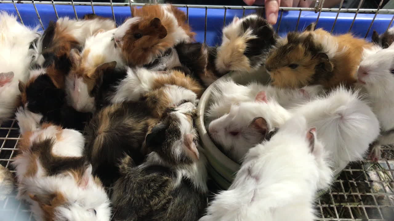 농장의 귀여운 기니피그