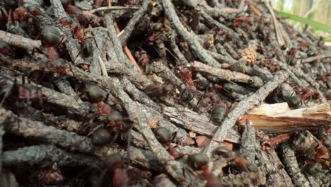 wild ant hill in the forest super macro close-up shot