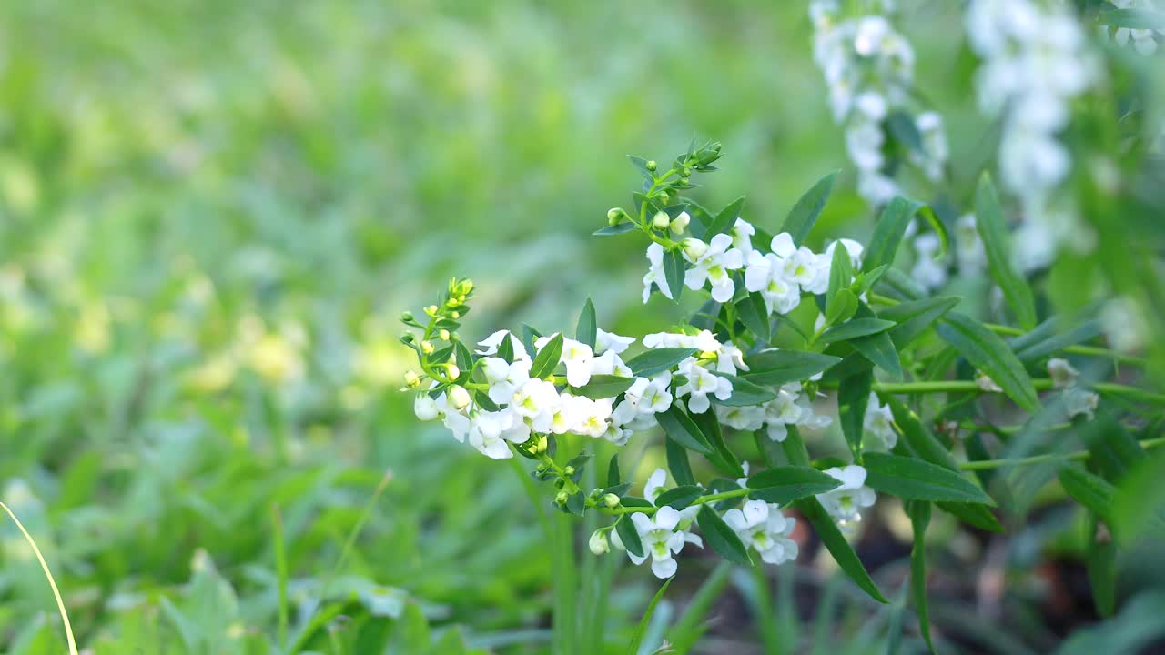 푸른 공원 에 꽃 이 피고 있는  잎 의 안젤론 꽃