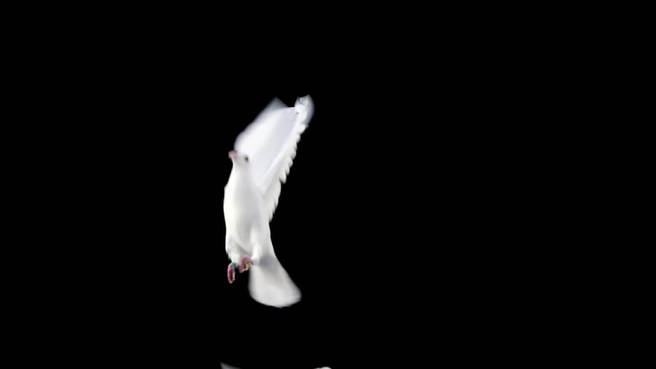 White dove bird flying