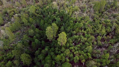 Vista-Aérea-Drone-Disparó-Por-Encima-De-Los-árboles-Del-Bosque-En-La-Ladera-De-América-Del-Norte