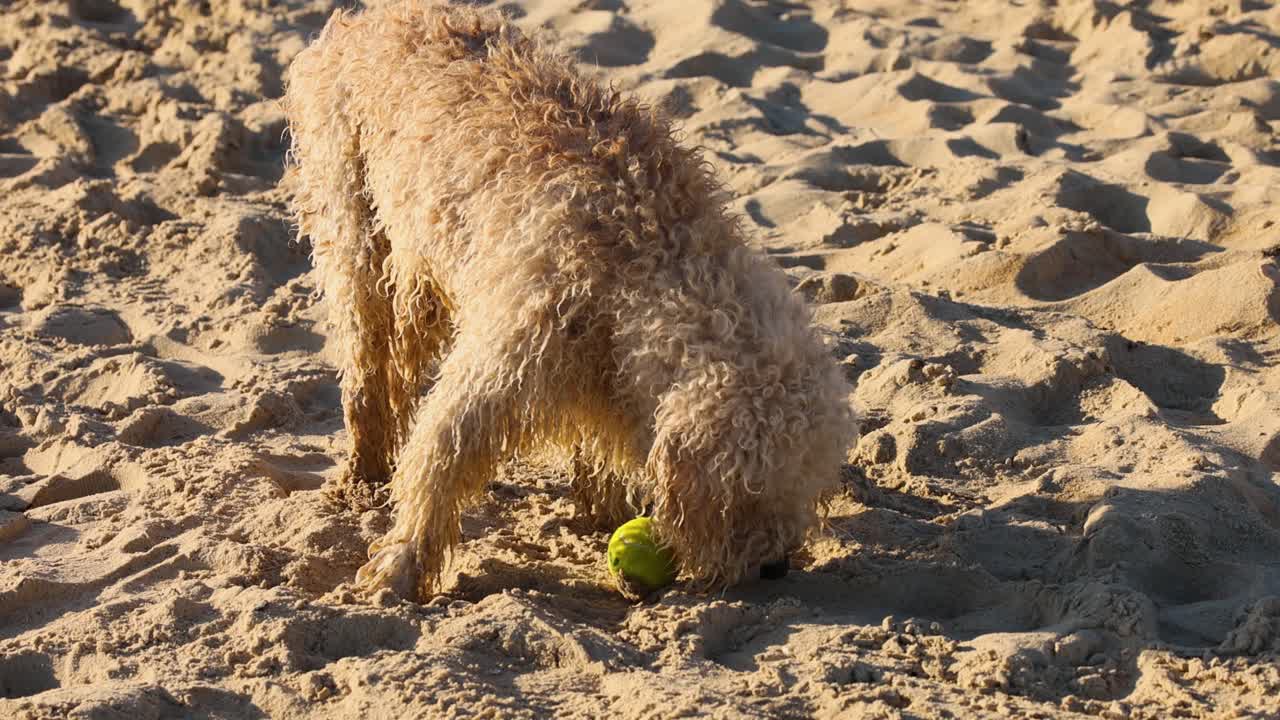개는 모래 해변에서 공과 상호 작용합니다.