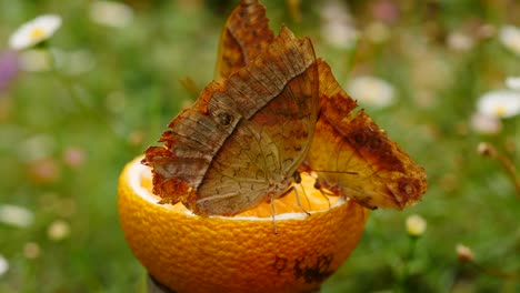 primer plano: tres mariposas emperador karkloof se alimentan de jugo de naranja cortada por la mitad, colocadas en un hermoso jardín urbano