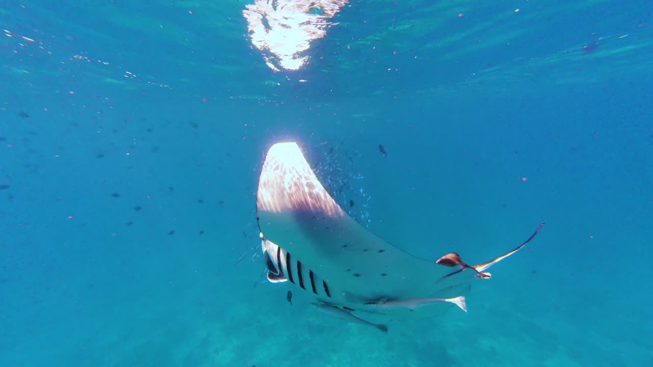 Manta Ray Swimming on the Surface of the Blue Sea and hundreds fish