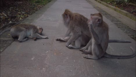 monkeys in monkey forest playing with each other