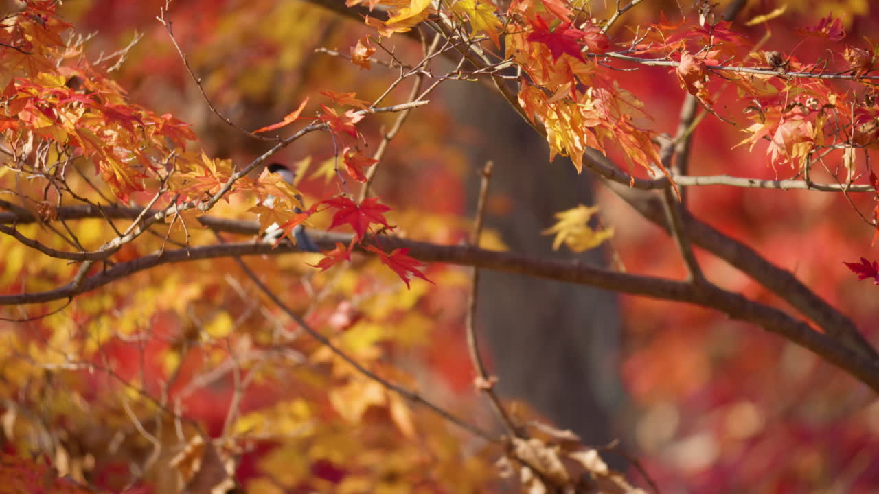 슬로우 모션으로 일본 붉은 단풍나무 가지에 자리 잡은 동양의 가슴