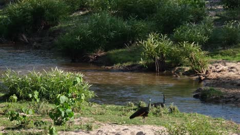 Foraging-at-the-stream-at-an-open-grassland,-Green-Peafowl-Pavo-muticus,-Thailand