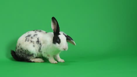 black and white rabbit on green screen