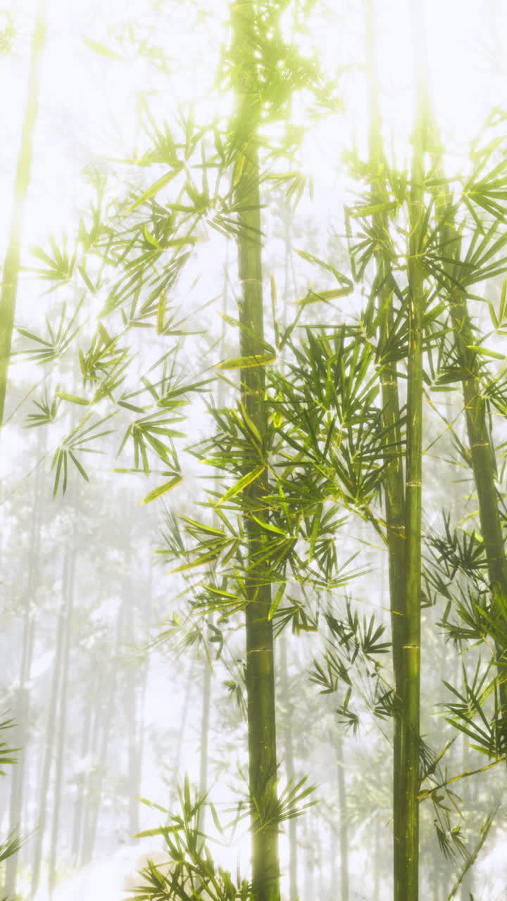 La foresta di bambù sussurra dolcemente sotto la luce dorata del sole nelle tranquille ore mattutine.