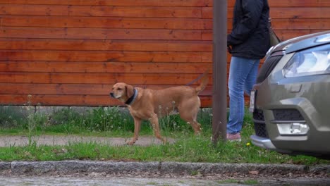 dog walking on a sidewalk with owner holding a leash