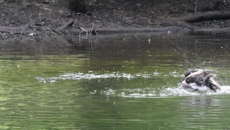 Parent-and-baby-goose-taking-a-bath-in-a-calm-flowing-stream