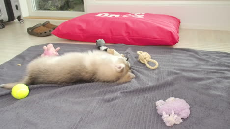 el perro husky perezoso yace en el suelo junto a una almohada roja y algunos juguetes