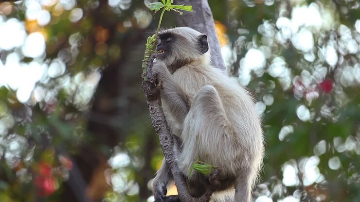 Gray langur (Semnopithecus), also called Hanuman langur is a genus of Old World monkeys native to the Indian subcontinent. Ranthambore National Park Sawai Madhopur Rajasthan India