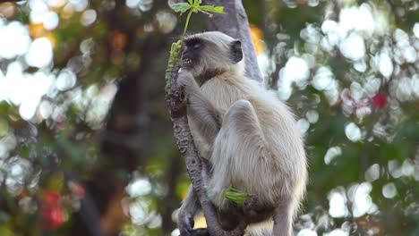 Gray-langur-(Semnopithecus),-also-called-Hanuman-langur-is-a-genus-of-Old-World-monkeys-native-to-the-Indian-subcontinent.-Ranthambore-National-Park-Sawai-Madhopur-Rajasthan-India