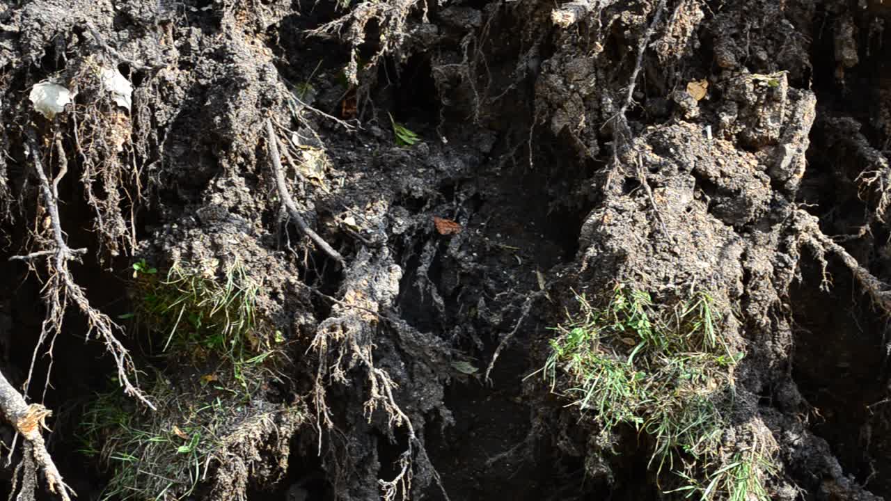 Roots of the tumbled-down poplar. Shooting of roots of the fallen tree close up
