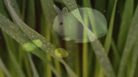 Animación-De-Hierba-Verde-Cayendo-Sobre-El-Conejito