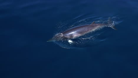 Gran-Foto-De-Perfil-K-De-Una-Ballena-Minke