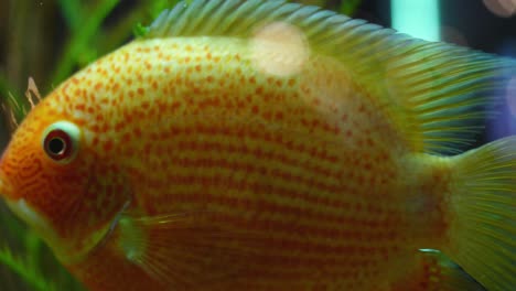 pez naranja en el acuario