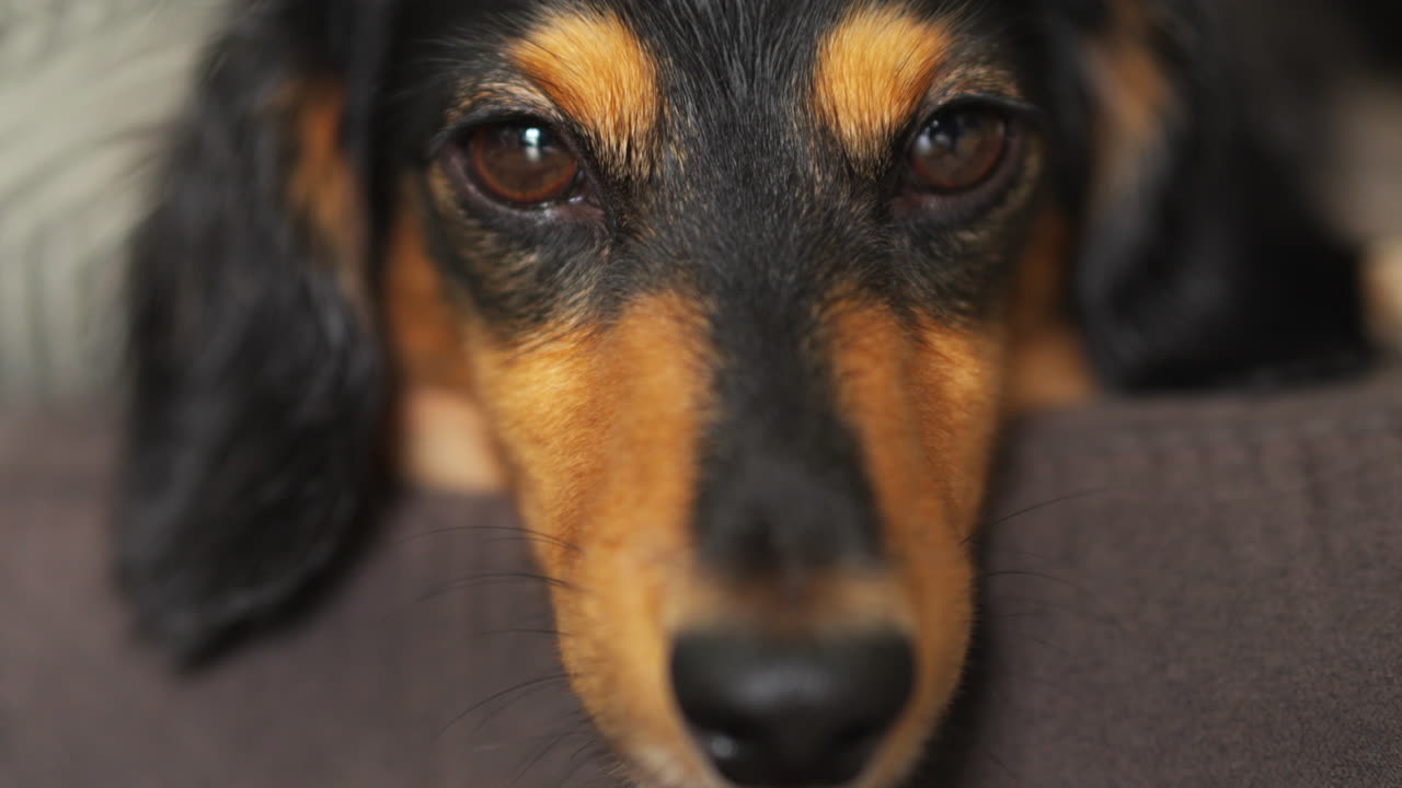 perro salchicha soñoliento parpadeando sus ojos lentamente mientras descansa su cabeza sobre el borde de la almohada marrón