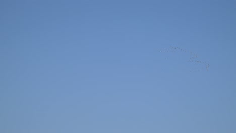 4K-high-resolution-video-of-a-large-distant-pelicans-flock-migrating-and-with-a-blues-sky-background--Israel