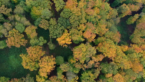 Vista-Superior-Del-Bosque-De-Otoño-Mixto-De-Colores-De-Arriba