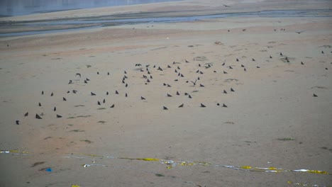 Black-kites-in-the-empty-river,-Slow-motion-shot,-Garbage-in-the-river