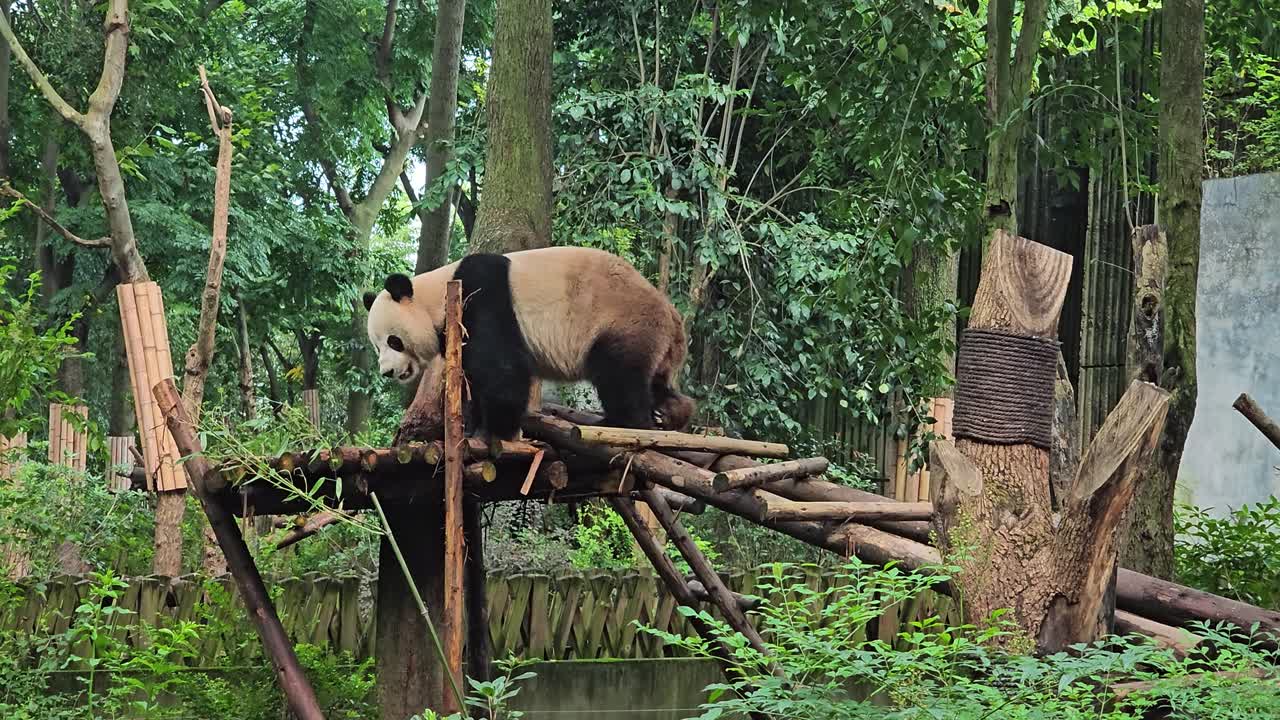Panda climbing on a wooden structure at the Chengdu Research Base, summer day