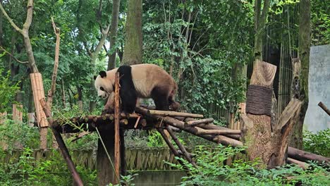 panda climbing on a wooden structure at the chengdu research base, summer day