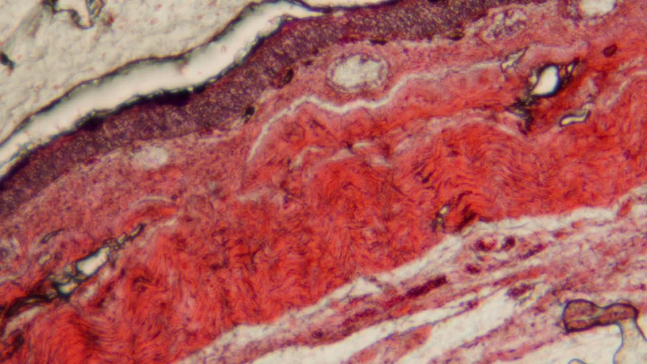 Vista microscopica di strati di tessuto biologico colorato