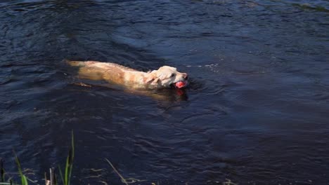 un perro nadando en el agua jugando pelota
